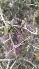 Porlieria chilensis