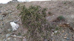 Porlieria chilensis