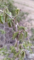 Porlieria chilensis