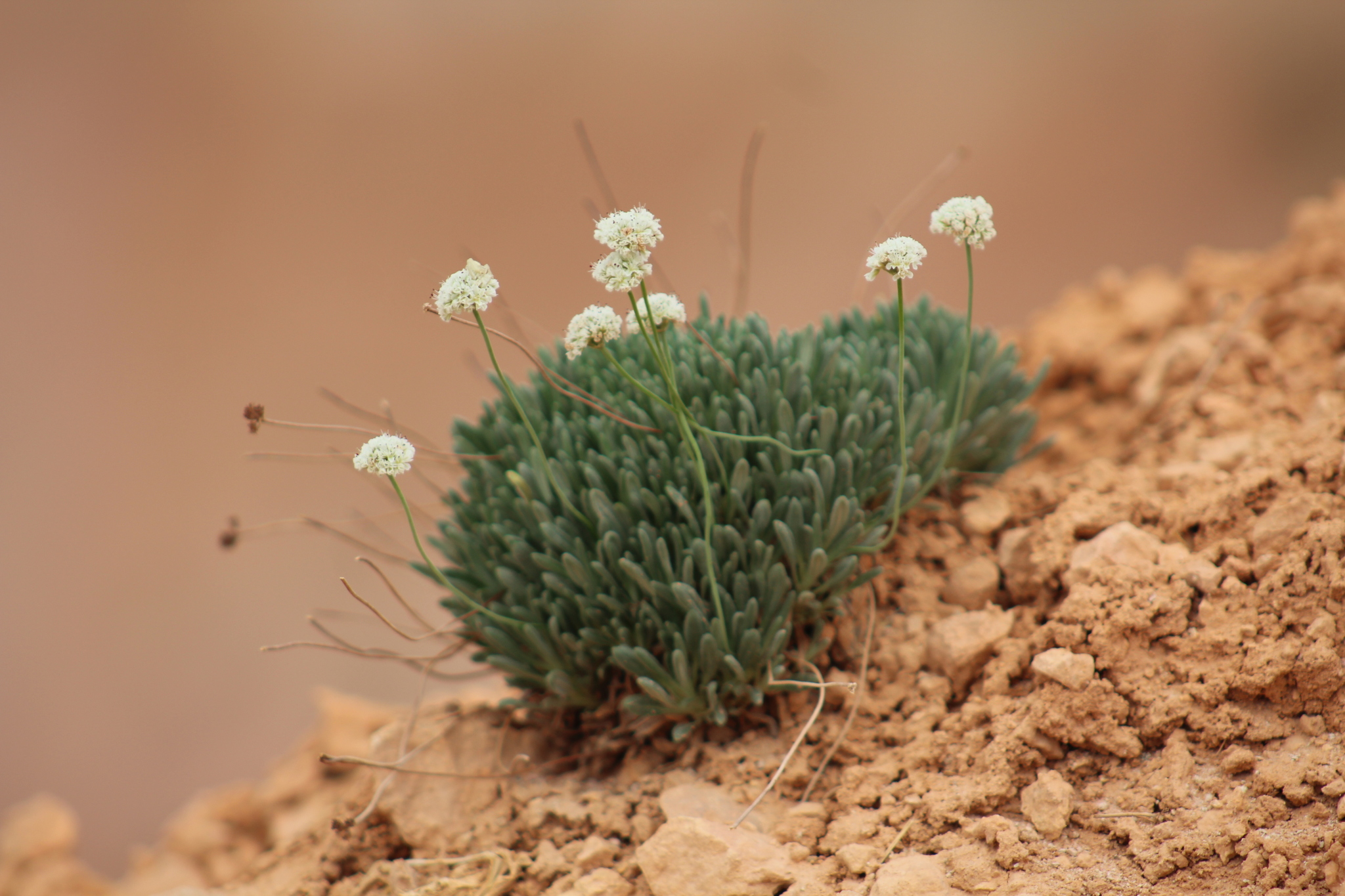 Eriogonum panguicense