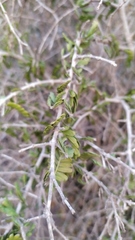 Porlieria chilensis