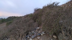 Porlieria chilensis