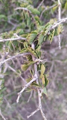 Porlieria chilensis