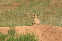 Cynomys parvidens