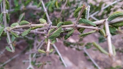 Porlieria chilensis