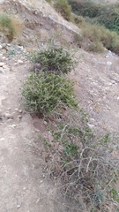 Porlieria chilensis