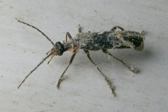 Podabrus rugosulus