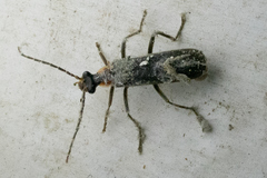 Podabrus rugosulus