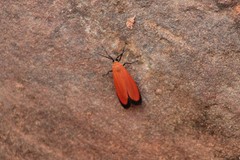 Lycomorpha regulus