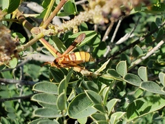 Paranthrene robiniae