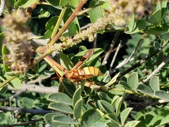 Paranthrene robiniae