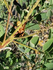 Paranthrene robiniae