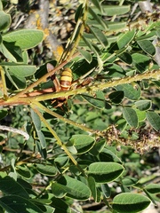 Paranthrene robiniae