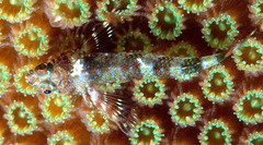 Lofty Triplefin photo 2