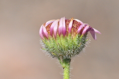 Erigeron poliospermus