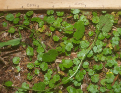 Hydrocotyle microphylla