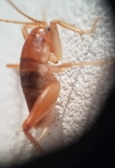 Ceuthophilus hesperus