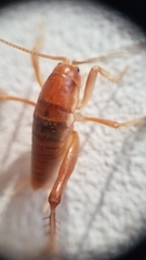 Ceuthophilus hesperus