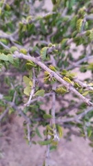 Porlieria chilensis