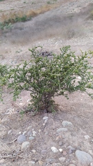 Porlieria chilensis