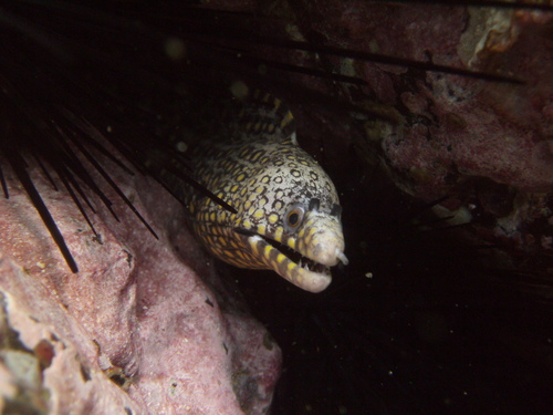 Photo of Golden-speckled Moray (Muraena lentiginosa)