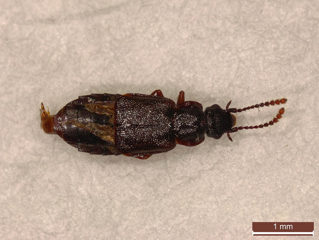 Staph beetle
