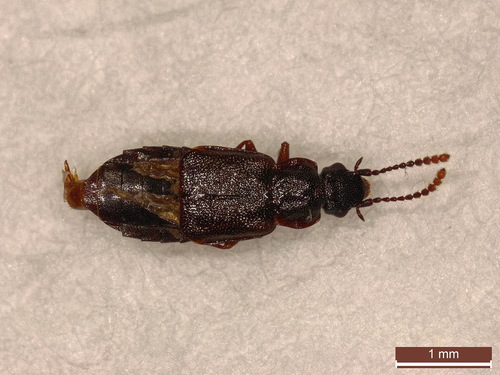 Staph beetle