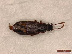 Omalium caesum
