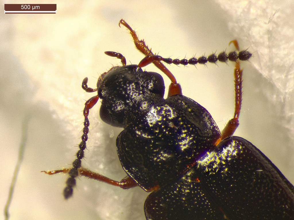 Omalium riparium