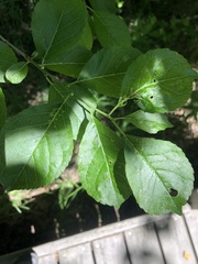 Ilex laevigata