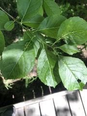 Ilex laevigata