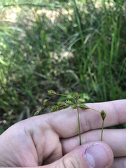 Carex echinodes