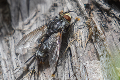 Tachinomyia