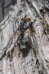 Tachinomyia