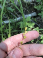 Carex echinodes