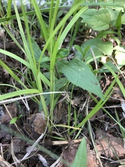 Carex echinodes