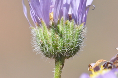 Erigeron poliospermus