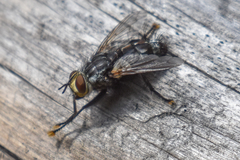 Tachinomyia