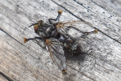 Tachinomyia