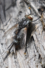 Tachinomyia