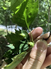 Crataegus macrosperma