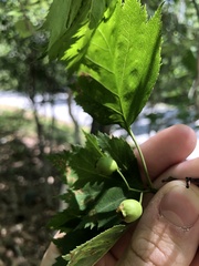 Crataegus macrosperma