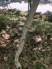 Crataegus macrosperma