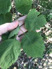 Crataegus macrosperma