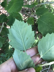 Crataegus macrosperma