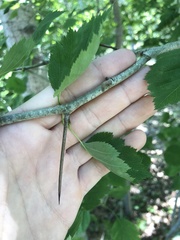 Crataegus macrosperma