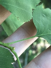 Crataegus macrosperma