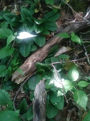 Galearis spectabilis