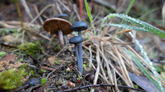 Entoloma moongum