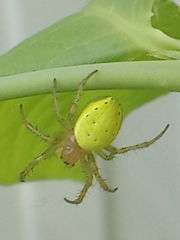 Araniella cucurbitina